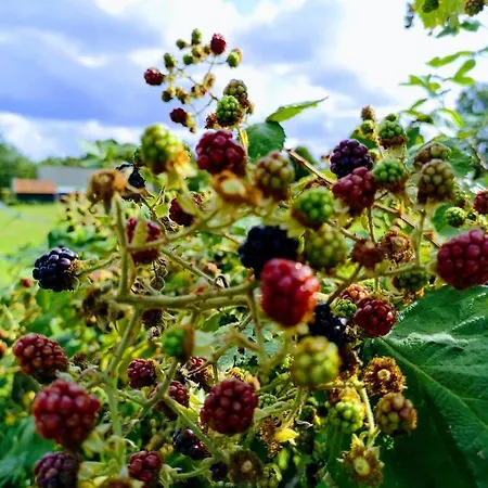 De Koffietuin Frühstückspension Beekbergen